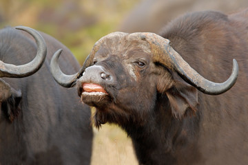 Wall Mural - african buffalo