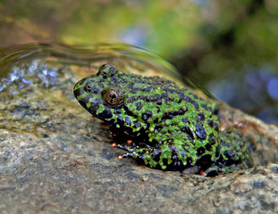 Wall Mural - far-eastern fire-bellied toad