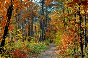 Wall Mural - fall