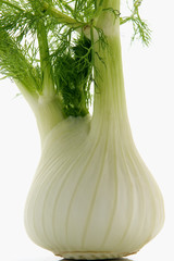 Canvas Print - fennel