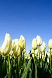 Fototapeta Tulipany - white tulips