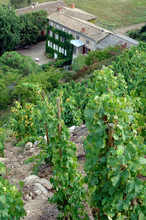 The Condrieu Vineyards Site