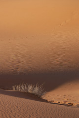 Wall Mural - sahara desert