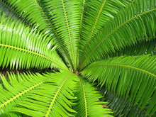 Open Green Fern Leaf Background