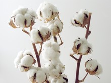 Cotton-plant Twigs