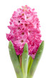 flower hyacinth