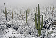 Snow On Saguaros
