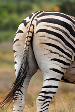 Striped Zebra Rear