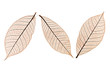 three leaves