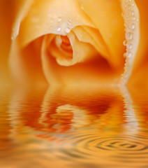 orange rose macro