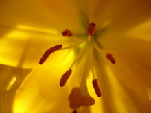 Stamen Of A Yellow Flower