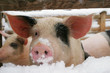 pig, piglet in winter