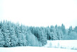 © Denis Tabler - trees with snow