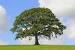 oak tree, symbol of strength
