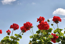 Red Flowers Against The Sky