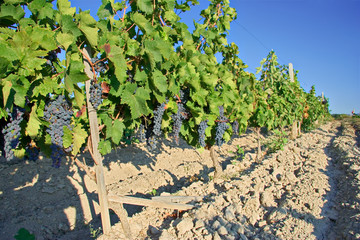 Wall Mural - wine orchard