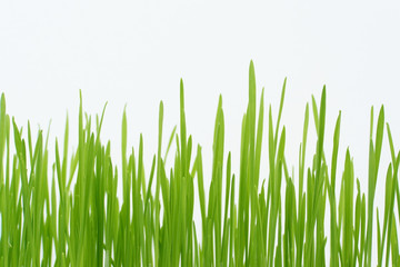 Wall Mural - green grass straws