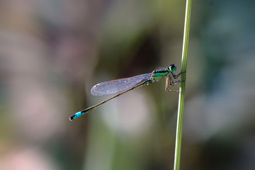 Wall Mural - bluetip damselfly on grass