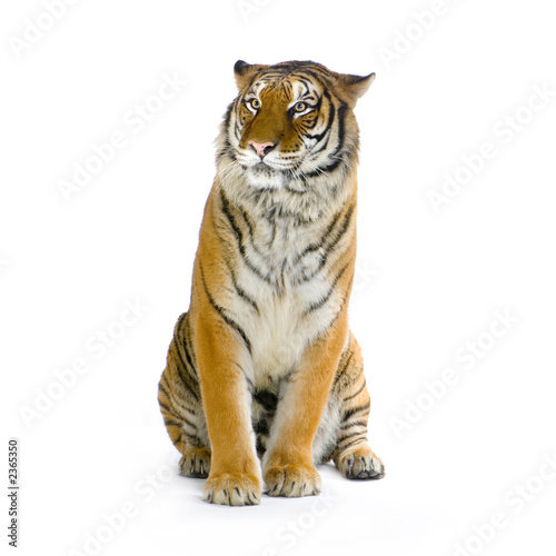 Foto-Schiebevorhang (ohne Schiene) - tigre assis (von Eric Isselée)