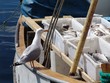 © John Sandoy - seagull