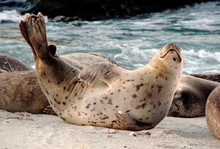 Happy Harbor Seal