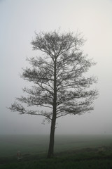 Wall Mural - winter tree