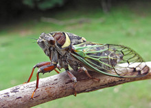 Cicada (cicadetta Pellosoma)