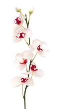 White Orchid Isolated On White Background