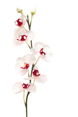 white orchid isolated on white background