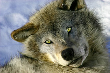 Resting Young Gray Wolf