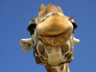 pucker up