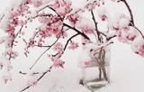 cherry blossoms in the snow