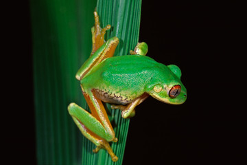 Poster - forest tree frog