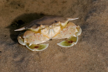 Wall Mural - swimming crab