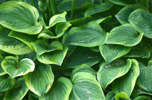 Green Hosta Leaves