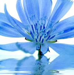 blue flower reflected in water