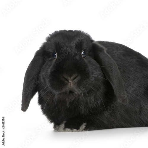 Lapin Noir Sur Fond Blanc Buy This Stock Photo And Explore Similar Images At Adobe Stock Adobe Stock