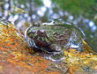 far-eastern fire-bellied toad