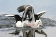granville pelicans