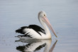 granville pelican