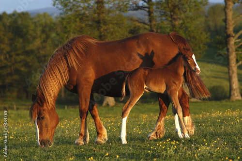 Foto-Lamellen (Lamellen ohne Schiene) - mare and his foal (von Photofranck)