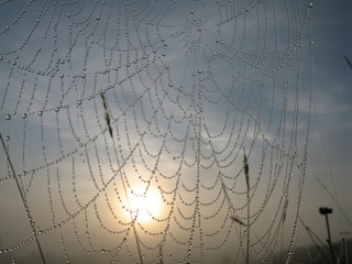 Wall Mural - spiderweb