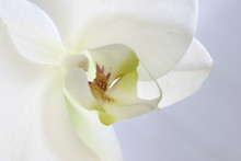 Orchid White Flower Petal Sepia Stamen Pure Clean