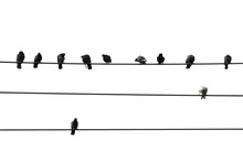Birds On Wire