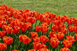 canvas print picture - tulipes