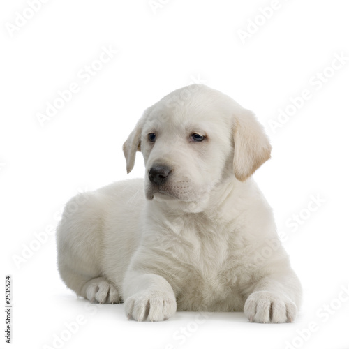 Chiot Labrador Retriever Stock Photo Adobe Stock Chiot Labrador Retriever Stock Photo Adobe Stock