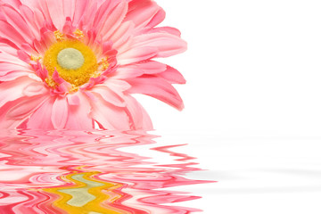 beautiful pink gerbera daisy flower