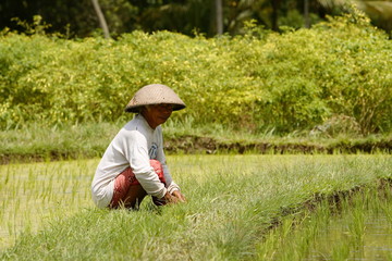 Canvas Print - rice field