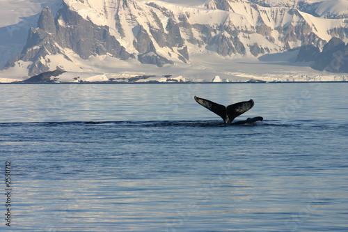 Fototeppich Homeline - buckelwal in der antarktis (von Achim Baqué)