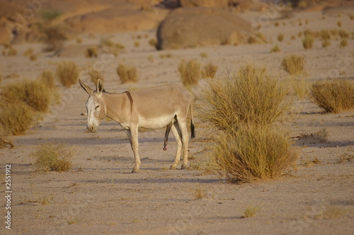 âne sauvage du sahara en érection - Acheter cette photo libre de droit ...